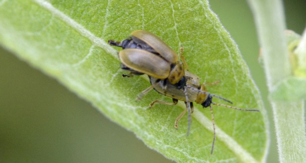 Lochmaea neosfarfallata?